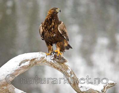 BB 08 0004 / Aquila chrysaetos / Kongeørn